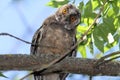 Funny owl on branch Royalty Free Stock Photo