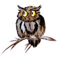 A funny owl on a branch with yellow crazy eyes looks scared to the side.