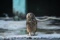 Funny owl moment blinking eye to camera Royalty Free Stock Photo