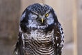 Funny Owl Winkingwith one eye