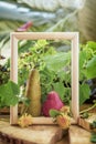 Funny pair of different pears in a wooden frame surrounded by plants. concept of relationship, family couple, love