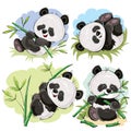 Playful panda bear baby with bamboo cartoon