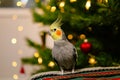 Funny parrot.Cute cockatiel parrot.Home pet.Beautiful photo of a bird.Ornithology