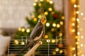 Funny parrot.Cute cockatiel parrot.Home pet.Beautiful photo of a bird.Ornithology