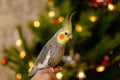 Funny parrot.Cute cockatiel parrot.Home pet.Beautiful photo of a bird.Ornithology