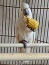 a funny parrot is eating corn in the cage