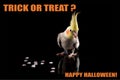 Funny Parrot Halloween meme,Trick or Treat. Cockatiel eating candy. cool memes and quotes