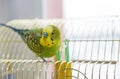 Funny Parrot sits on cage and looking at the camera Royalty Free Stock Photo