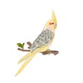 Funny parrot Yellow cockatiel cute tropical bird watercolor style on a white background vintage vector illustration editable