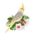 Funny parrot yellow cockatiel cute tropical bird and white hibiscus watercolor style on a green background vintage vector illust