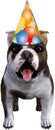 Funny Party Dog, Bulldog, Isolated Royalty Free Stock Photo