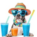 Funny party dog wearing colorful summer hat and stylish sunglasses stands near table with cocktail glasses with delicious ice Royalty Free Stock Photo