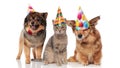 Funny party dogs and a cat wearing birthday caps