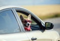 Funny passenger red corgi puppy dog in sunglasses pretty stuck his muzzle out of the car window while traveling summer sunny day Royalty Free Stock Photo