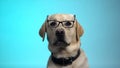 Funny pedigreed dog in eyeglasses posing on camera, smart housepet, advertising