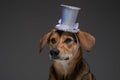 Funny pedigreed dog with top hat against gray background