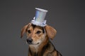 Funny pedigreed dog with top hat against gray background