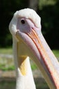 Funny pelican head close up Royalty Free Stock Photo