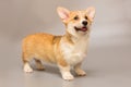 Funny Pembroke Corgi puppy