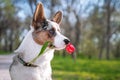 Funny pembroke welsh corgi cardigan dog holding a red tulip in his mouth in the park pending Royalty Free Stock Photo