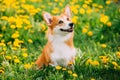 Funny Pembroke Welsh Corgi Dog Puppy Playing In Green Summer Meadow Grass With Yellow Blooming Dandelion Flowers. Welsh Royalty Free Stock Photo