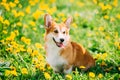 Funny Pembroke Welsh Corgi Dog Puppy Playing In Green Summer Meadow Grass With Yellow Blooming Dandelion Flowers. Welsh Royalty Free Stock Photo