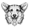 Funny Pembroke Welsh corgi dog. Vintage retro hipster style sketch of funny Pembroke Welsh corgi dog.