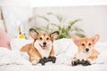 Funny pembroke welsh corgi dogs lying in bed with joysticks