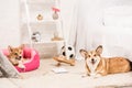 Funny pembroke welsh corgi dogs resting in soft pet house and on fluffy rug