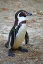 Funny Penguin Flapping Its Wings Stock Photo Stock Images Stock Pictures