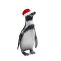 Funny penguin in red santa claus hat isolated on white