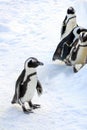 Funny penguin stands in the snow on a frosty day