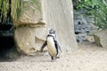 Funny Penguin Walking