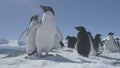 Funny penguins flapping the wings Close-up. Antarctica.