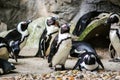Funny Penguins in Singapore Zoo Royalty Free Stock Photo