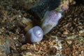 Funny peppercorn Moray Eels look out from a hard coral pinnacle. Royalty Free Stock Photo