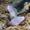 Funny peppercorn Moray Eels look out from a hard coral pinnacle. Royalty Free Stock Photo