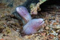 Funny peppercorn Moray Eels look out from a hard coral pinnacle. Royalty Free Stock Photo