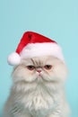 Funny Persian cat with Santa Claus hat in front of blue background Royalty Free Stock Photo