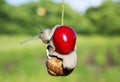 Funny pest of garden snail hanging on ripe red berry cherries in Royalty Free Stock Photo