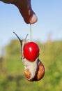 Funny pest of garden snail hanging on ripe red berry cherries in Royalty Free Stock Photo