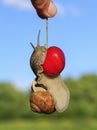 Funny pest of garden snail hanging on ripe red berry cherries i Royalty Free Stock Photo