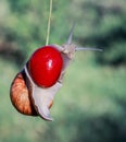 Funny pest of garden snail hanging on ripe red berry cherries in Royalty Free Stock Photo