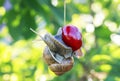 Funny pest of garden snail hanging on ripe red berry cherries in Royalty Free Stock Photo