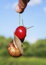 Funny pest of garden snail hanging on ripe red berry cherries in Royalty Free Stock Photo
