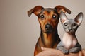 Funny pet Cat sphinx and dog close-up portrait on studio colored background. Royalty Free Stock Photo