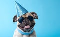 Funny Pet Celebrating, French Bulldog in Party Hat and Sunglasses over blue background Royalty Free Stock Photo