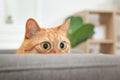 Funny pet. Cute ginger cat with big eyes at home Royalty Free Stock Photo