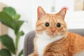Funny pet. Cute surprised cat with big eyes at home, space for text Royalty Free Stock Photo