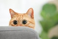 Funny pet. Cute ginger cat with big eyes at home, space for text Royalty Free Stock Photo